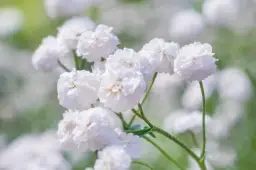 Gipsówka kiedy kwitnie? Odkryj najlepszy czas na kwitnienie tej rośliny