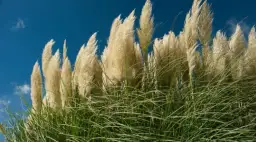 Czy trawa pampasowa kwitnie w pierwszym roku? Oto co musisz wiedzieć