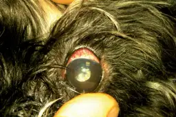 Jak rozpoznać objawy jaskry u psa i kiedy szukać pomocy