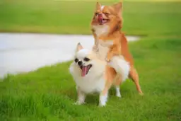 Dlaczego twój pies rucha psa: poznaj przyczyny i skuteczne rozwiązania