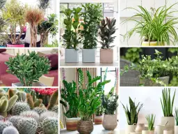 Jakie kwiaty uprawiać dla zysku? Odkryj najbardziej opłacalne gatunki