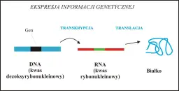 Co to jest gen w biologii? Prosta definicja, funkcje i rola w dziedziczeniu