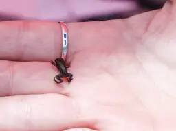 Najmniejsze zwierzę świata: 5 cudów natury mniejszych niż grosz