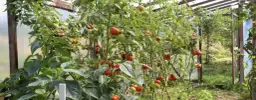Jak uprawiać pomidory w tunelu - uniknij najczęstszych błędów