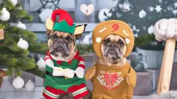 Co kupić psu pod choinkę? Najlepsze pomysły na prezenty dla pupila