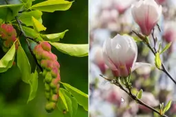 Dlaczego magnolia nie kwitnie? Odkryj przyczyny i rozwiązania