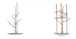 Jak pielęgnować młode drzewko jabłoni: klucz do bujnego sadu