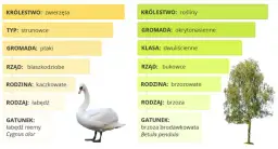 Co to jest systematyka w biologii? Odkryj porządek życia!