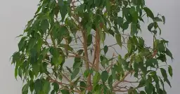 Jak przycinać fikusa benjamina, aby uniknąć błędów i uzyskać zdrową roślinę