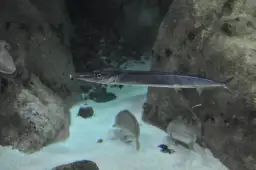 Jakie ryby są w Bałtyku? Odkryj gatunki i ich znaczenie ekologiczne