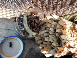 Murarka ogrodowa kiedy wystawić, aby zapewnić skuteczne zapylanie