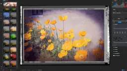 Żółte maki na tle ściany, edytowane w najlepszym edytorze zdjęć z efektem vintage i ramką filmową.