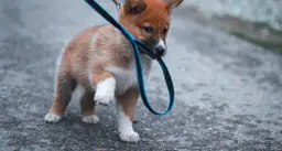 Szczeniak gryzie niebieską smycz na tle asfaltu.