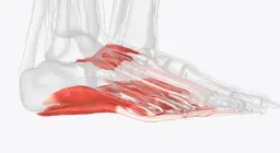 Todo lo que necesitas saber sobre el músculo abductor y su importancia