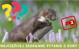 Kuna a pies: Czy Twój pupil jest bezpieczny? Fakty i ochrona