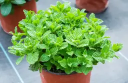 Jak często podlewać miętę w doniczce? Poradnik eksperta!