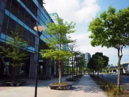 Jakie drzewa sadzić na osiedlach, aby uniknąć problemów z korzeniami?