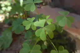 Chwast podobny do koniczyny: jak go rozpoznać i zwalczać