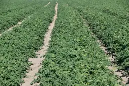 Skąd pochodzi pomidor? Tajemnice jego historii i kultury