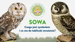 Czy sowa przynosi szczęście? Odkryj jej symbolikę i znaczenie