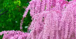 Tamaryszek w ogrodzie: jakie rośliny obok? Stwórz idealną rabatę!