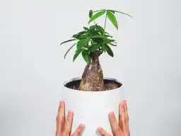 Pachira w białej donicy, z grubym pniem i zielonymi liśćmi. Czy pachirę można przycinać? Tak, aby nadać jej pożądany kształt.