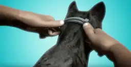 Opaska przeciw kleszczom dla psa - skuteczna ochrona przed kleszczami