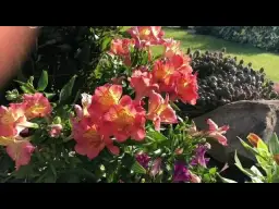 Gdzie kupić alstroemerię ogrodową: najlepsze sklepy i centra ogrodnicze