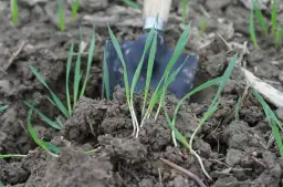Młode źdźbła trawy wyrastają z ziemi obok łopatki. Widać, ile nasion trawy na m2 udało się zasiać.