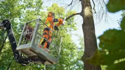 Jak ściąć drzewo od góry bezpiecznie i skutecznie - uniknij błędów