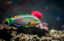 Kolorowa ryba papugoryba pływająca w akwarium.