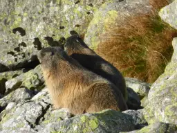 Zwierzęta w górach: Jak je rozpoznać, gdzie szukać i być bezpiecznym?