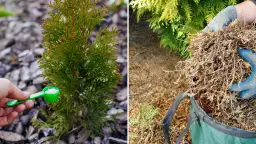 Kiedy nawozić tuje jesienią, aby zapewnić im zdrowy wzrost zimą