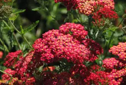 Jakie kwiaty ogrodowe długo kwitną? 10 najlepszych gatunków