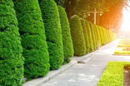 Co zamiast tui w ogrodzie? Oto najlepsze alternatywy dla Twojego ogrodu