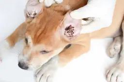 Czy kleszcz u psa jest niebezpieczny? Oto co musisz wiedzieć