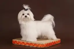 Najpopularniejsze fryzury dla maltańczyków z galeriami zdjęć i poradami