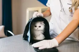 Octenisept czy Rivanol na rany kota - co lepsze według weterynarzy