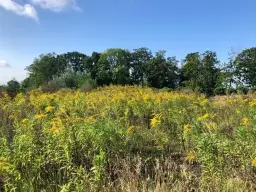 Jak rozpoznać żółty chwast i unikać jego szkodliwych skutków