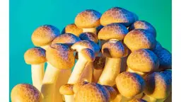 Hodowla grzybów psylocybinowych: Legalny przewodnik krok po kroku