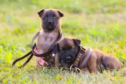 Jaka smycz dla szczeniaka? Rady behawiorysty na bezpieczny start