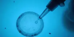 Czy in vitro to grzech? Moralność i kontrowersje w Kościele katolickim