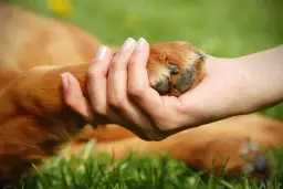 Nagłe przypadki bólu łapy u psa: jak reagować i zapewnić pomoc