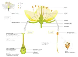 Budowa kwiatu: Poznaj jego tajemnice i funkcje