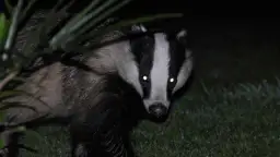 Zwierzęta nocy: fascynujące cechy i przystosowania do ciemności