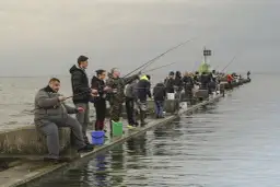 Kiedy łowić śledzie w Bałtyku: najlepszy czas i miejsca na połów