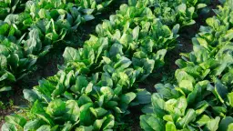 Jak uprawiać szpinak: unikaj najczęstszych błędów w ogrodzie