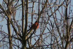 Gdzie zimuje gil ptak? Odkryj jego ulubione miejsca w Polsce