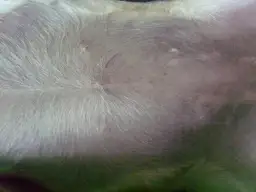 Powikłania po sterylizacji suki: objawy, leczenie upławów i porady