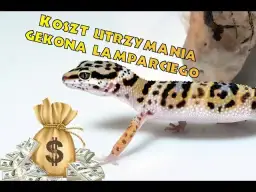 Ile kosztują gekony? Ceny różnych gatunków i ukryte wydatki